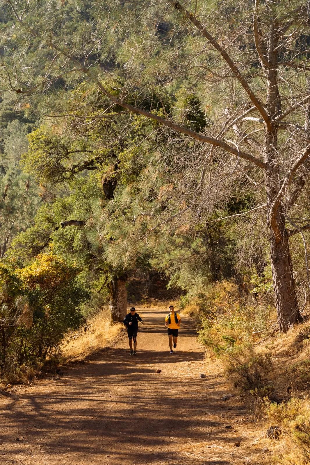 Two runners climbing a wide trail beneath tall trees