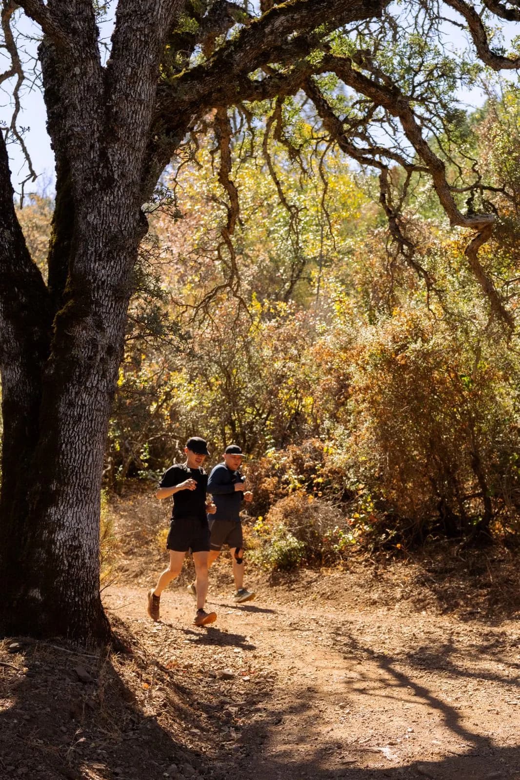 Two runners moving through sunlit oak trees